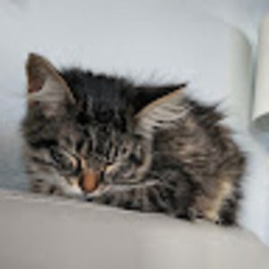 Meet your Posher, Donald